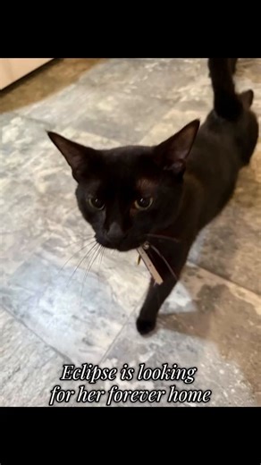 1K views · 44 reactions | Eclipse is a beautiful black cat with a...