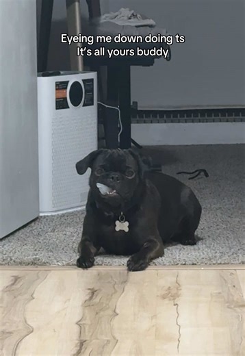 Hilarious Pug Videos That Will Make You Smile