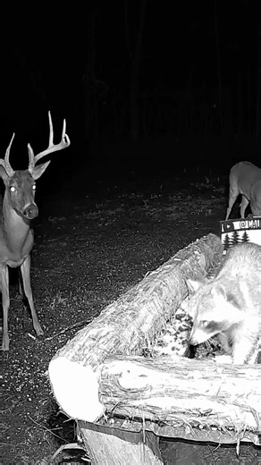 The Buck Was Watching the Whole Time…