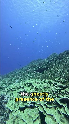 Abyssal Zones: Discover the Mysteries of the Ocean Depths