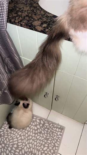 Next time, my guy. 🕵️‍♂️ #sneaky #catsoftiktok #ragdoll #kitten