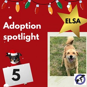 1.9K views · 19 reactions |  Advent Calendar Day 5: Adoption...