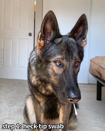 Jade gets a DNA test and the results are shocking 🧬 | Jade the Sable GSD