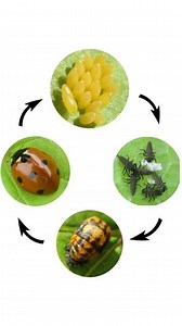 Life Cycle Of A Ladybug | Lady Beetle Life Cycle