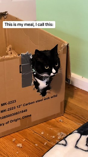 Cat Girl Dinner - A Peach Catto Meal Experience