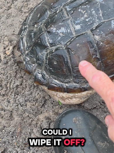 Spring Turtle Thursday: Welcoming Back Our Shelled Friends