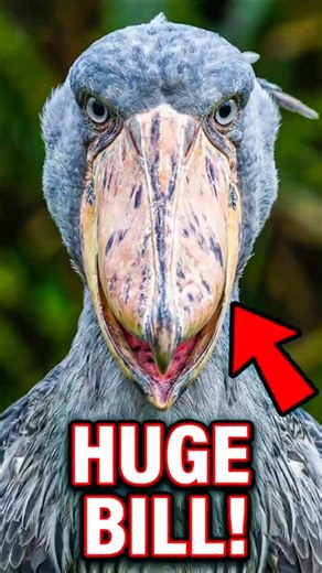 This Bird Looks Like It Came From a Horror Movie