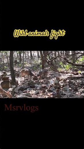 Deer fighting #deer #deerfight #wildlife #wildanimals #animals #wild #deerhunting #tirumala #shorts