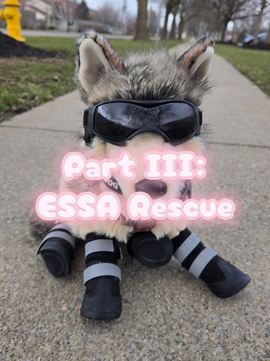 ESSA Rescue Part III: Building Trust with Food & Leash Training