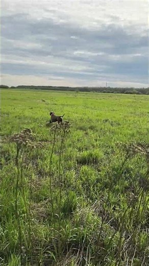 Первые работы по дупелю 2026 #hunting #nature #animals #weimaraner