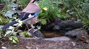 The Jay is a member of the crow or 'Corvid' family. Up until just a few years ago, they had never visited WildlifeKate's garden and now are seen quite regularly. Thanks to the Birdsy cam, their rare visits to the waterhole are recorded and saved. #Jay #Birds #BirdWatching #Nature | Birdsy