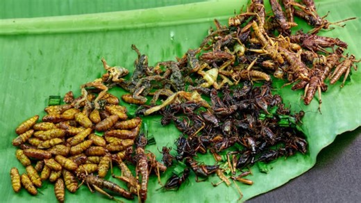Experts Claim Insects As Best Source Of Dietary Protein: But Should You Try It?