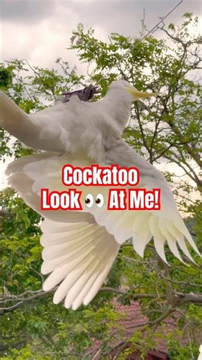 Cockatoo Playtime: Funniest Moments Caught on Camera🤩🤭