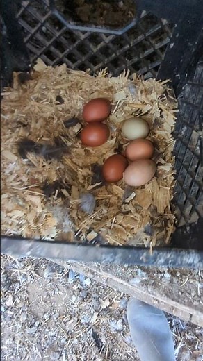 Have The Chickens Ramped Up Egg Laying?