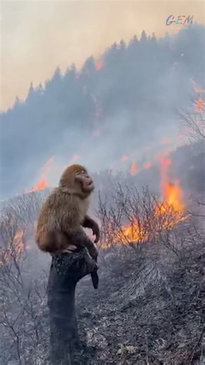 Helicopter Saves Monkey From Spreading Wildfire Stunning Scene 🐒🔥🚁#monkeyrescue #wildfire #SHORTS