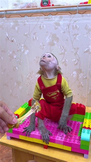 NaNa the Monkey's Changing Emotions