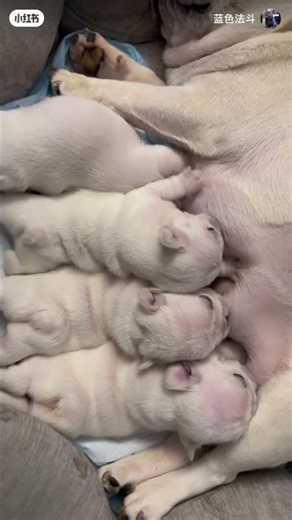 The image shows a litter of nursing French Bulldog puppies. Breed: French Bulldog, s#shortvideo