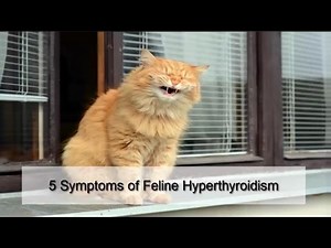 5 Symptoms of Feline Hyperthyroidism