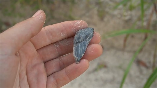 Megalodon teeth found on dirt roads