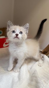 June is National Foster a Pet Month, and we need YOU! We’re experiencing an influx of vulnerable kittens (newborn to 8 weeks old) arriving daily at both our Kosasa Family Campus at Hoʻopili and Mōʻiliʻili Campus. These tiny lives need safe, quiet foster homes where they can grow strong and healthy before their spay/neuter surgeries. Kittens are extremely vulnerable due to their weakened immune systems, making them especially susceptible to viral illnesses. They need dedicated foster families to 