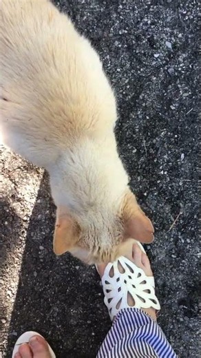 I came, I sniffed, I left #neighborhoodcats #cats