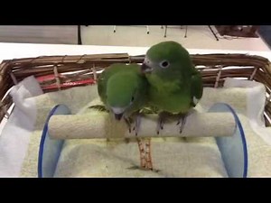 Canary Winged Bee Bee Parrots