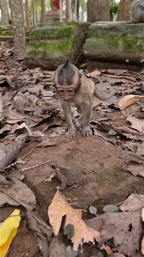 Look fun baby monkey Elayna plays to toad😍 | Monkey Care