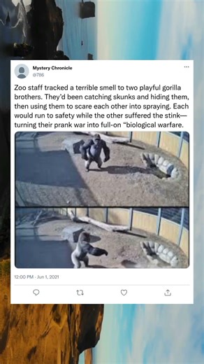 DescriptionPrank War Escalates as Gorillas DeploySkunks#shorts