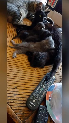 Amanda Hollingsworth | Timothy Parr