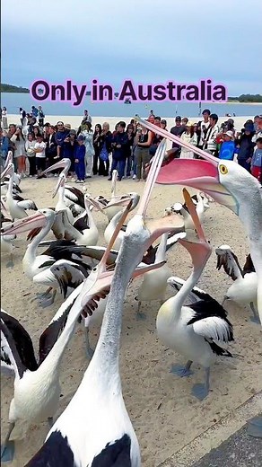 Get Ready for the Wildest Pelican Feed! #pelican #feedingfrenzy