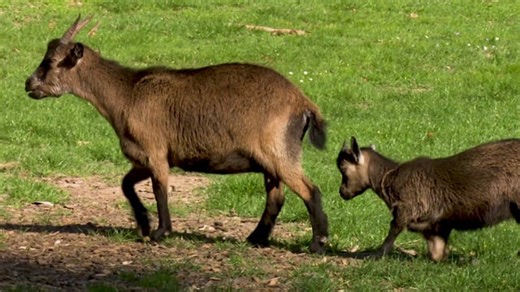 Free video - Goat, Animals, Kid, Farm Yard