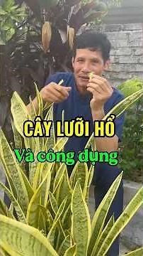 Cây lưỡi hổ và những công dụng bất ngờ mà nhiều người chưa biết