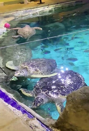 POV Feeding the GIANT GREEN SEA TURTLES at Sea life Brighton, sea turtle feed, sealife centre
