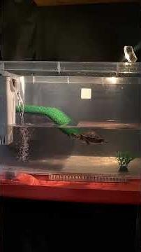 My Pet Turtles Enjoying Life in Their Aquarium 🐢💙