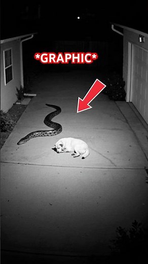 [GRAPHIC] Snake Swallows Dog! 😢