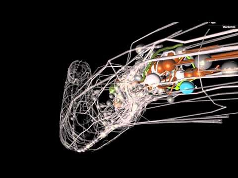 A brief introduction to C. elegans