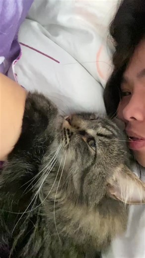 Morning kisses 💋 #fyp #catsoftiktok #cat