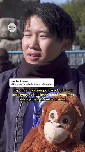 Apinaemo hylkäsi poikasensa – uusi äiti löytyi Ikeasta