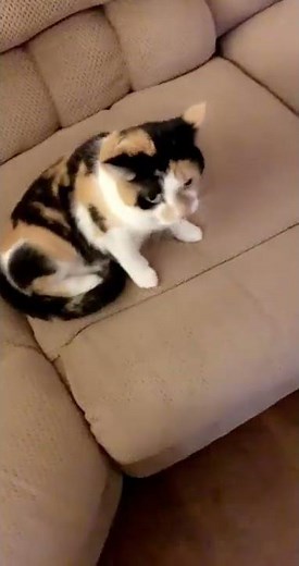 Rare Domesticated Ocelot Shakes Her Head