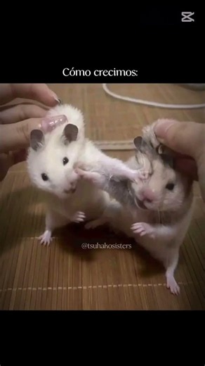 sis