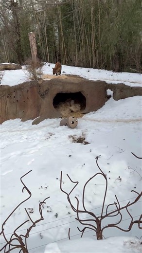 The hyenas at the stl zoo were walking around again