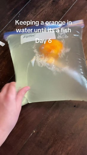 Transforming an Orange into a Fish: Day 6 Experiment