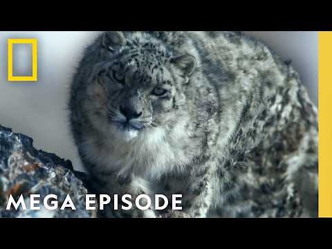 Surviving Earth's Extreme Climates | Hostile Planet Season 1 MEGA Episode | National Geographic