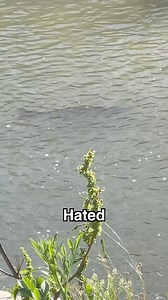 1.7M views · 10K reactions | The Most HATED Fish In America  #fish #fishing #carpfishing #invasive #fisherman #angler #howto #bassfishing #bigfish #handingfishing | DatVan | Facebook