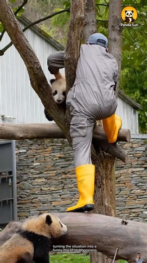 No one can control the baby panda up in the tree나무 위 아기 판다는 아무도 통제 못 해요 #둥이 #cute #nature #funny