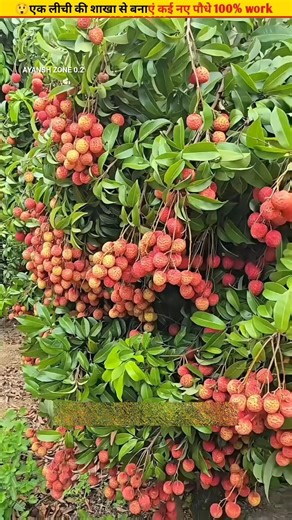 😲Prepare many litchi plants from one branch #cuttingskills #growth #garden