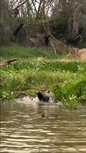 Leopard hunts crocodile!