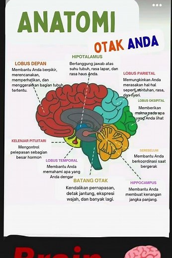 Rahasia Otak manusia, Ini Bagian & Fungsinya #OtakManusia #SistemSaraf #bagianotak #anatomi