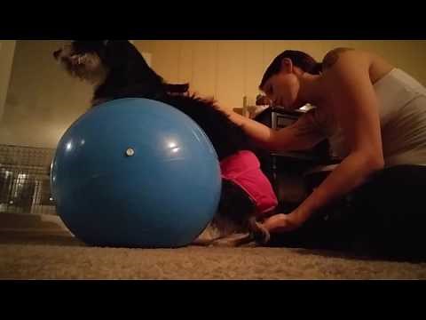 Neurological Distemper/ Paralyzed dog doing Peanut Physical Therapy
