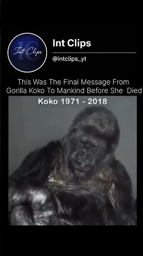 Gorilla Koko's Final Message To Mankind